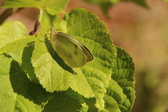 Pieris brassicae (Stor kålsommerfugl)