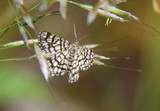 Semiothisa clathrata (Latticed Heath)