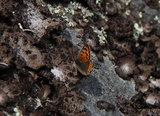 Lycaena phlaeas (Small Copper)