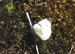 Pieris napi (Green-veined White)