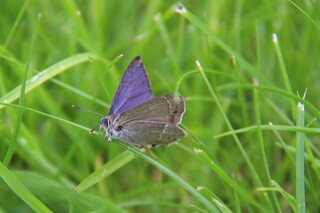 Favonius quercus (Purple Hairstreak)