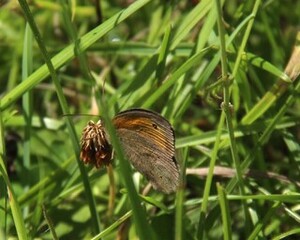 Maniola jurtina (Meadow Brown)