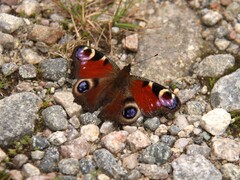 Peacock Butterfly (io)