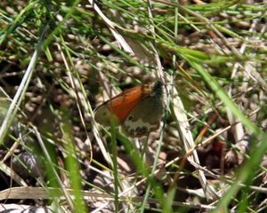 Coenonympha arcania (Pearly Heath)