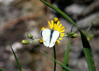 Pieris brassicae (Large White)
