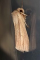 Mythimna impura (Brungult gressfly)