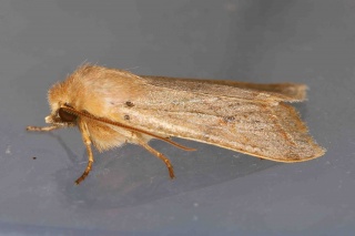 Agrochola macilenta (Rettlinjet høstfly)