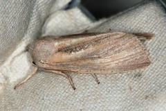 Rhizedra lutosa (Large Wainscot)
