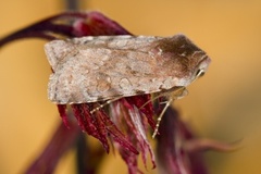 Cerastis rubricosa (Red Chestnut)