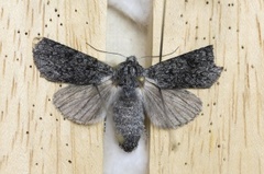 Acronicta euphorbiae (Blågrått kveldfly)