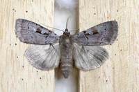 Coenophila subrosea (Rosy Marsh Moth)