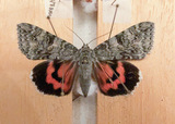 Catocala nupta (Red Underwing)