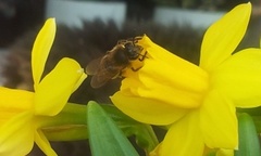 Apis mellifera (European Honey Bee)