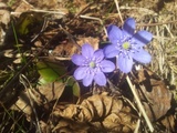 Liverleaf  (Blue anemone) (Hepatica nobilis)