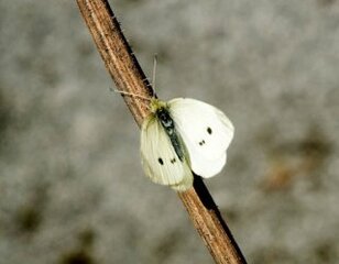 Pieris rapae (Small White)