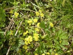 Golden-saxifrage (Chrysosplenium alternifolium)