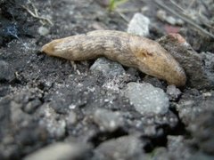 Gray field slug (Deroceras reticulatum)