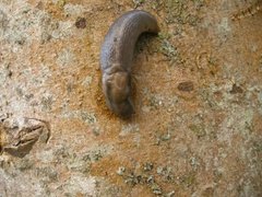 Tree Slug (Lehmannia marginata)