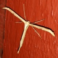 Pterophoridae (Fjærmøll)