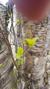 Downy Birch (Betula pubescens)