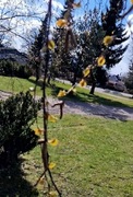 Downy Birch (Betula pubescens)