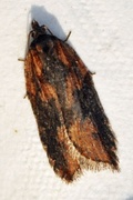 Acleris hastiana (Seljeflatvikler)