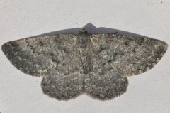 Gnophos obfuscata (Scotch Annulet)