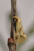 Aethes smeathmanniana (Ryllikpraktvikler)