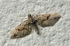 Eupithecia sinuosaria (Bånddvergmåler)