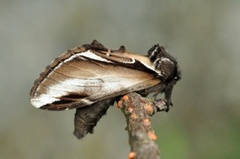 Pheosia gnoma (Lesser Swallow Prominent)