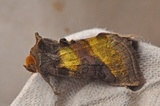 Diachrysia chrysitis (Burnished Brass)