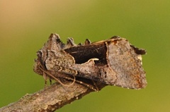 Syngrapha diasema (Fjellmetallfly)