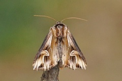 Actinotia polyodon (Tannet perikumfly)
