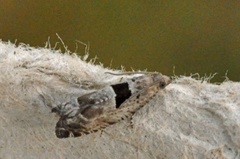 Epinotia ramella (Svartflekket kveldvikler)