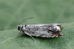 Ancylis laetana (Ospesigdvikler)