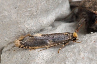 Monopis weaverella (Carrion Moth)