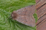 Protolampra sobrina (Barskogfly)