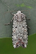 Actebia praecox (Portland Moth)
