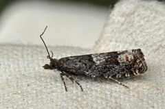 Epinotia trigonella (Bjørkekveldvikler)