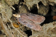 Agonopterix liturosa (Large Purple Flat-body)