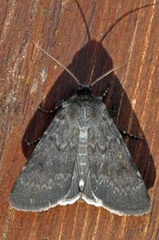 Standfussiana lucernea (Mørkt klippefly)