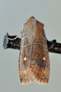 Eupsilia transversa (Bølgefly)