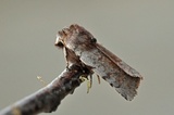 Cerastis rubricosa (Fiolett vårfly)