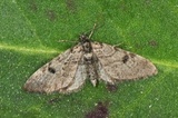 Eupithecia conterminata (Taigadvergmåler)