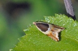 Ancylis badiana (Vikkesigdvikler)