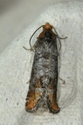 Pseudococcyx turionella (Pine Bud Moth)