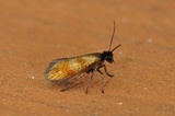Micropterix mansuetella (Black-headed Gold)