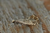 Nemapogon cloacella (Cork Moth)