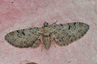 Eupithecia pimpinellata (Gjeldkarvedvergmåler)