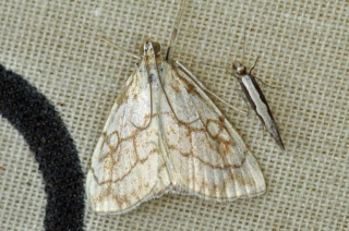 Evergestis pallidata (Chequered Straw)